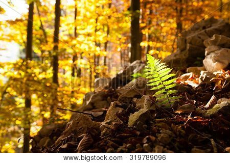 Fern Leaf Close Up, Autumn Background. Beauty In Nature. Autumn Lansdscape
