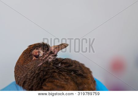 Poxvirus Infection In Birds. The Pigeon With  Avian Pox Infection
