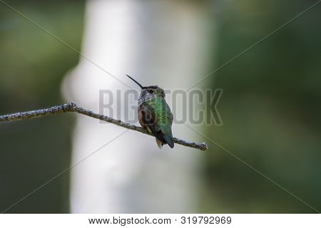 Green Little Hummingbird Perched On A Branch