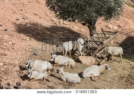 Herd Of Arabian Oryx, Oryx Leucoryx