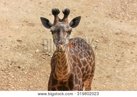 Giraffe Is On The Front. Top View Portrait