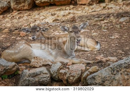 Deer Animal And Wildlife Portrait