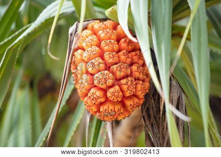 Pinapple tree with young fruit.