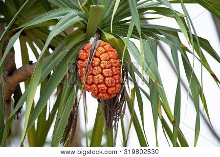 Pinapple tree with young fruit.