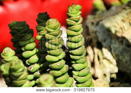 Crassula Connata, Sand Pygmyweed Plant In The Garden Under The Sun