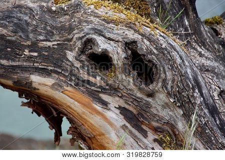 Detail Of Grain, Bark, And Knot Holes On Trunk Of Dead Arbutus Tree, Saanich Inlet, British Columbia
