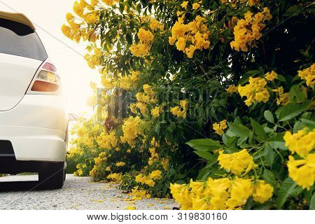 Back Of The White Car Parked On Asphalt Road With Open Turn Signal, And Bright Yellow Trumpet Shaped