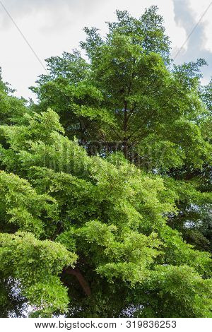 Big Terminalia Ivorensis On The Sky And Clouds Background