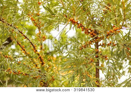 Autumn Fall Sea Buckthorn On Tree Branches In The Country Gives The Necessary Vitamins For The Upcom