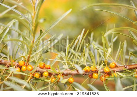 Autumn Fall Sea Buckthorn On Tree Branches In The Country Gives The Necessary Vitamins For The Upcom