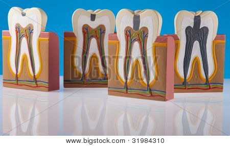 Anatomie zubu