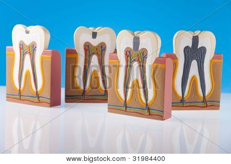 Anatomie zubu