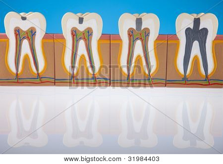 Anatomie zubu