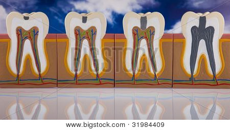 Anatomie zubu
