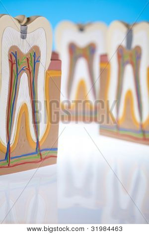 Anatomie zubu