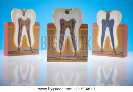 Anatomie zubu