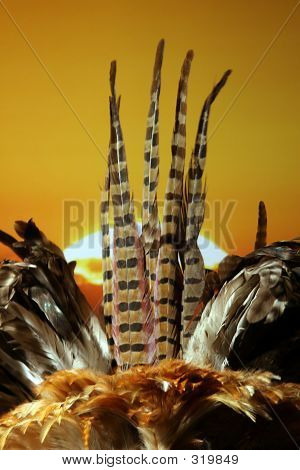 Plumage ของขนนกกับพระอาทิตย์สีส้ม