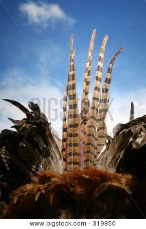 Plumage ของขนนกกับฟ้า