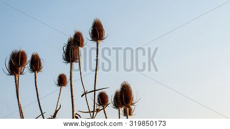 Brown Flower Heads Of Wilted Wild Teasels, Dipsacus Fullonum, Against Clear Evening Sky In Summer