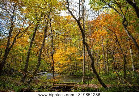 Oirase Stream In Sunny Day, Beautiful Fall Foliage Scene In Autumn Colors. Flowing River, Fallen Lea