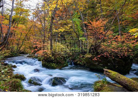 Oirase Stream In Sunny Day, Beautiful Fall Foliage Scene In Autumn Colors. Flowing River, Fallen Lea