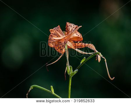 An Orange Tiger Lily Blooms In A Nature Park In Yokohama, Japan.