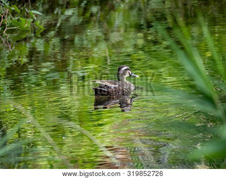 An Eastern Spotbilled Duck, Anas Zonorhyncha, Swims In The Izumi River In Yokohama, Japan