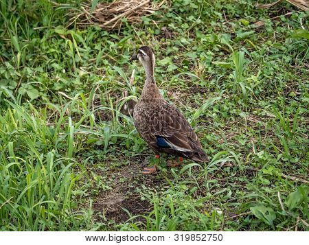 An Eastern Spotbilled Duck, Anas Zonorhyncham Stands In The Grass On The Bank Of The Izumi River.