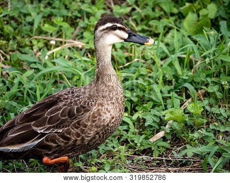 An Eastern Spotbilled Duck, Anas Zonorhyncham Stands In The Grass On The Bank Of The Izumi River.