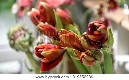Exotic Flowers Are The Red Amaryllis And Artichoke.