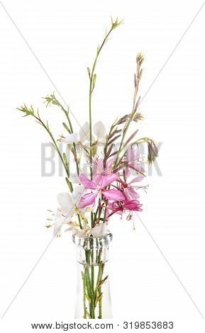 Gaura Flower In Front Of White Background