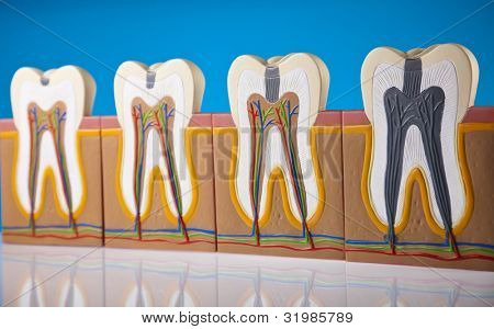 Anatomie zubu