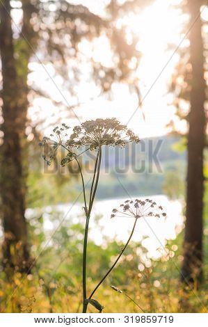 An Early Misty Autumn Morning. Hogweed In The Forest.