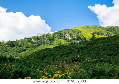 Green Alpine Mount Couloir With Grey Rocks And Yellow Flowers, Covered With Small Alpine Spruce