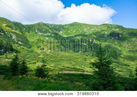 Green Alpine Mount Couloir With Grey Rocks And Yellow Flowers, Covered With Small Alpine Spruce