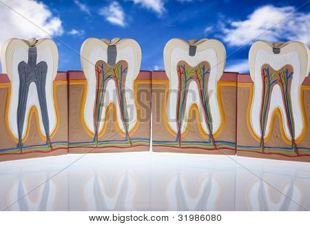 Anatomie zubu