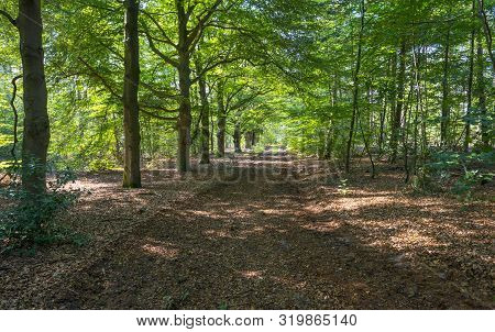Foliage Of Deciduous Trees In A Forest In Sunlight In Summer