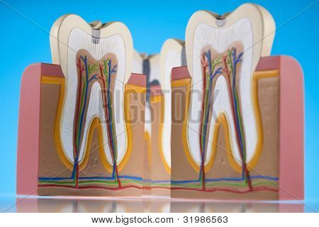 Anatomie zubu