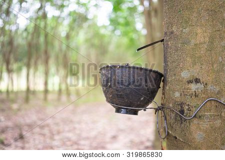 Rubber Tree (hevea Brasiliensis) Produces Latex. By Using Knife Cut At The Outer Surface Of The Trun