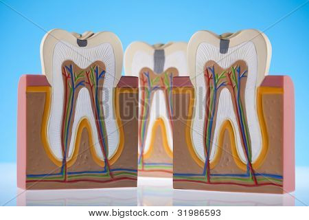 Anatomie zubu