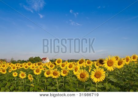Tempio nel campo di girasole