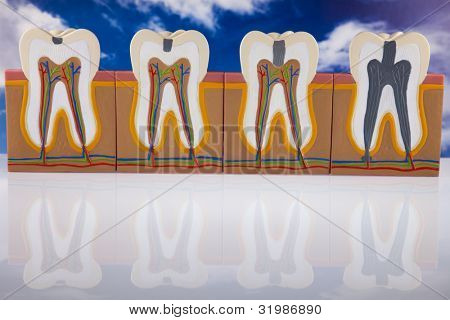 Anatomie zubu