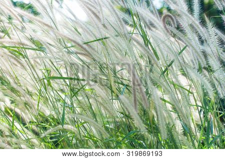 Beautiful Soft Light Meadow Flower Grass In Countryside Background
