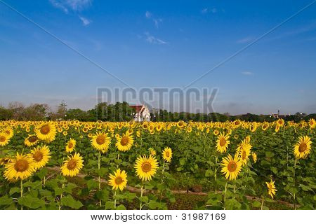 Tempio nel campo di girasole