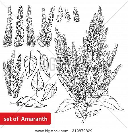 Vector Set With Outline Amaranthus Or Amaranth Flower Bunch And Leaf In Black Isolated On White Back