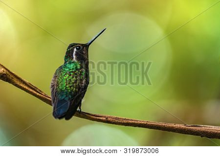 Hummingbird On A Perch In Monteverde Costa Rica