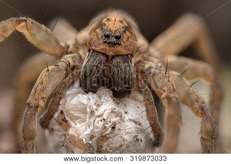 Trochosa Spec. Female Wolfspider With Eggsac Animal Wildlife