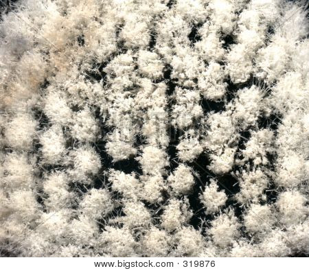 Brush Bristles