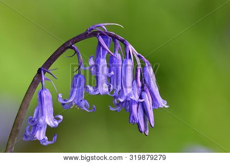 Close Up Of A Single Bluebell Flower (hyacinthoides Non-scripta) In Bloom