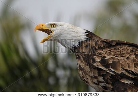 Close Up Portrait Of A Bald Eagle (haliaeetus Leucocephalus) Squawking
